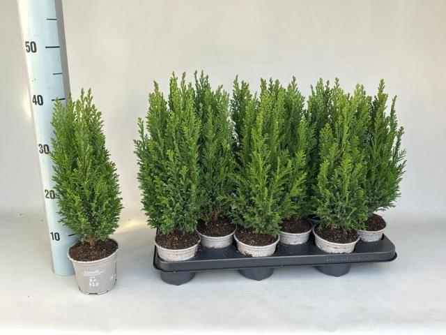 <h4>CHAM L ELLWOODII P11</h4>