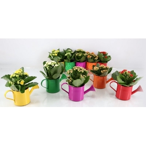 Arrangement Plants (Indoor)