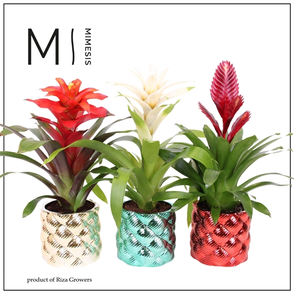 <h4>Bromelia variés</h4>