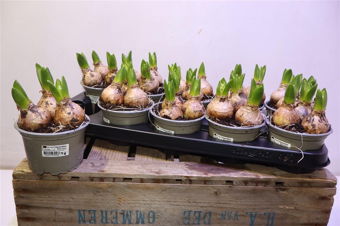 <h4>Hyacin White Pearl</h4>