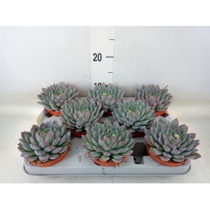 Echeveria   ...