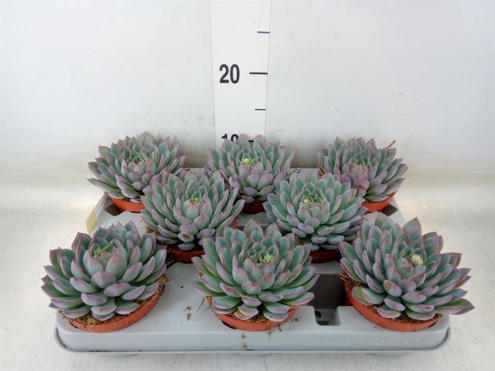 <h4>Echeveria ...</h4>