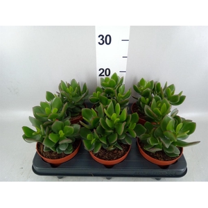 Crassula 'Minova Magic'