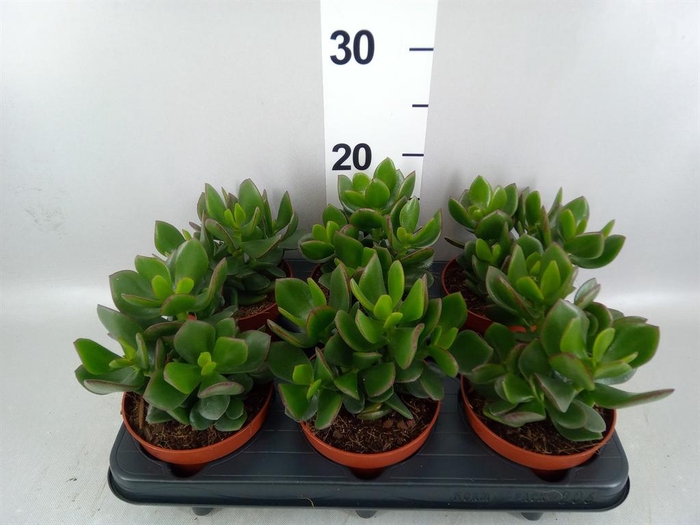 <h4>Crassula 'Minova Magic'</h4>