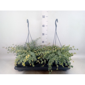 Sedum sieboldii 'Mediovariegatum'