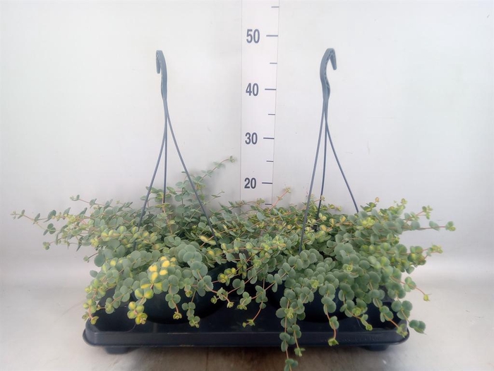 <h4>Sedum sieboldii 'Mediovariegatum'</h4>