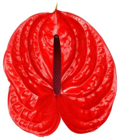 <h4>Anth A Impulz 15 cm X20 Spek Flowers</h4>
