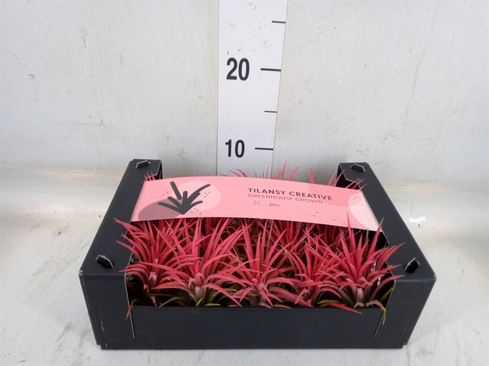 <h4>Tillandsia ionantha</h4>