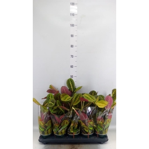 Maranta leuc. 'Fascinator'