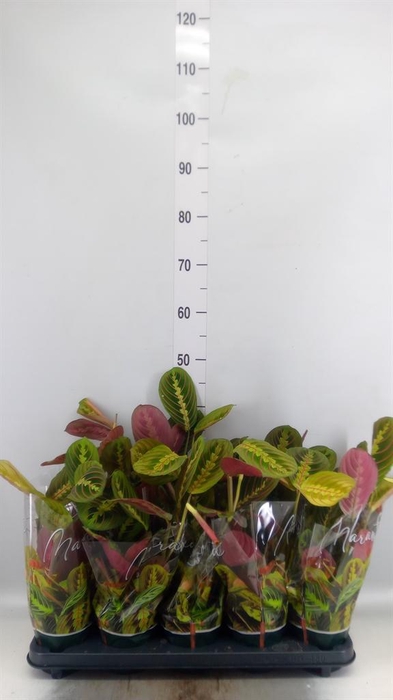 <h4>Maranta leuc. 'Fascinator'</h4>