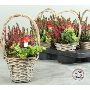 ARR TUINPLANTEN