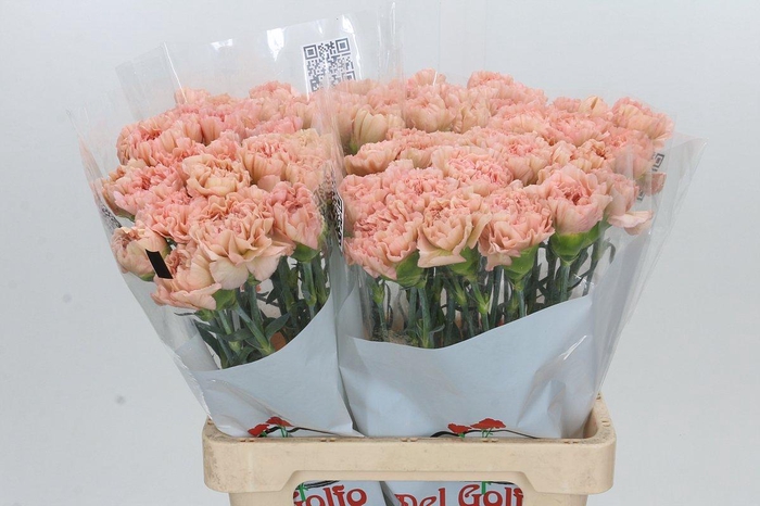 Dianthus St Lege Marrone