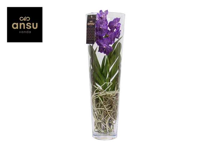 <h4>Vanda Lisanne 70 Purple</h4>