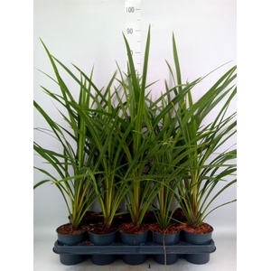 Cordyline   ...