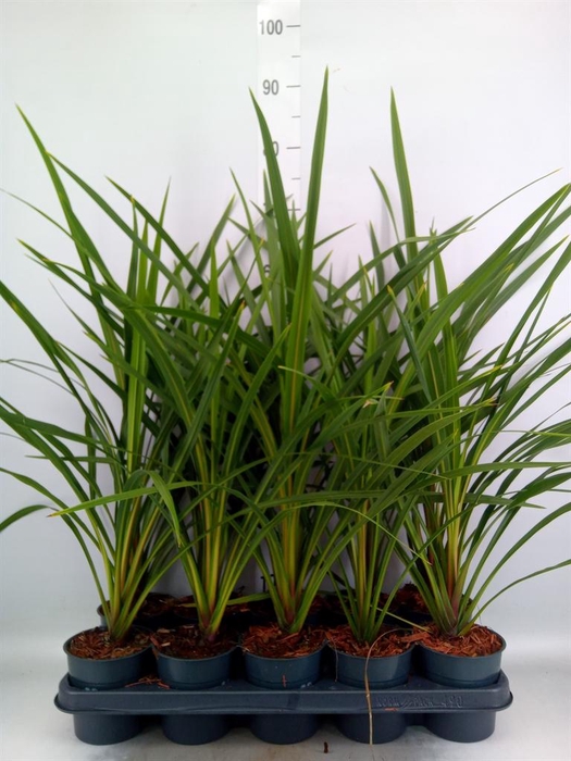 <h4>Cordyline   ...</h4>
