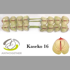 ANTH A KASEKO