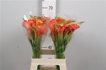 <h4>Zant Sunset Passion</h4>