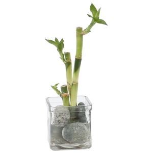 Lucky Bamboo Zen arrangement in ø8cm glass