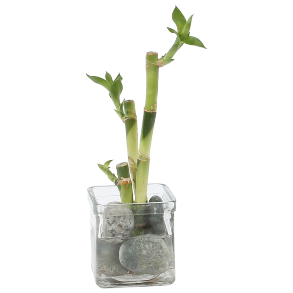 <h4>Lucky Bamboo Zen arrangement in ø8cm glass</h4>