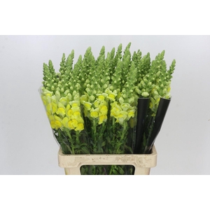 Antirrhinum Potomac Yellow