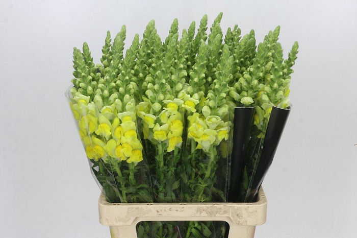<h4>Antirrhinum Potomac Yellow</h4>