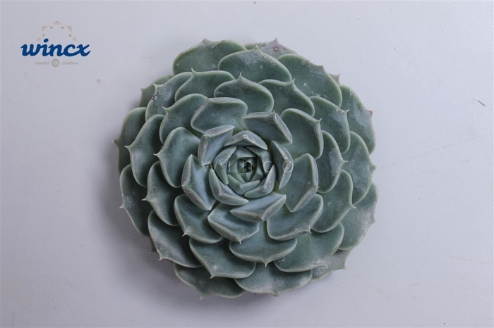 <h4>Echeveria Haylina Cutflower</h4>