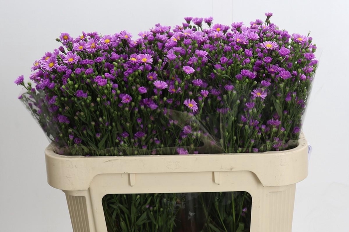 <h4>Aster Casarosa</h4>