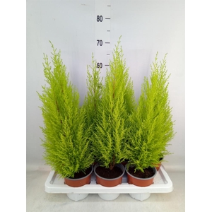 Cupressus macro. 'Goldcrest Wilma'