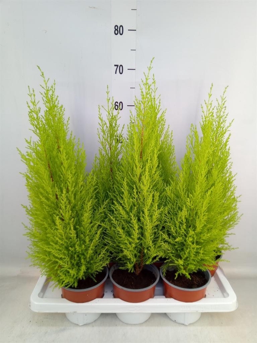 <h4>Cupressus macro. 'Goldcrest Wilma'</h4>