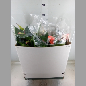 Anthurium   ...mix