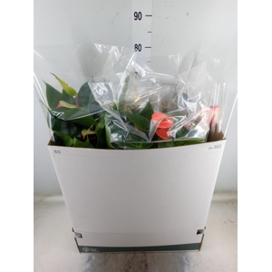 Anthurium   ...mix