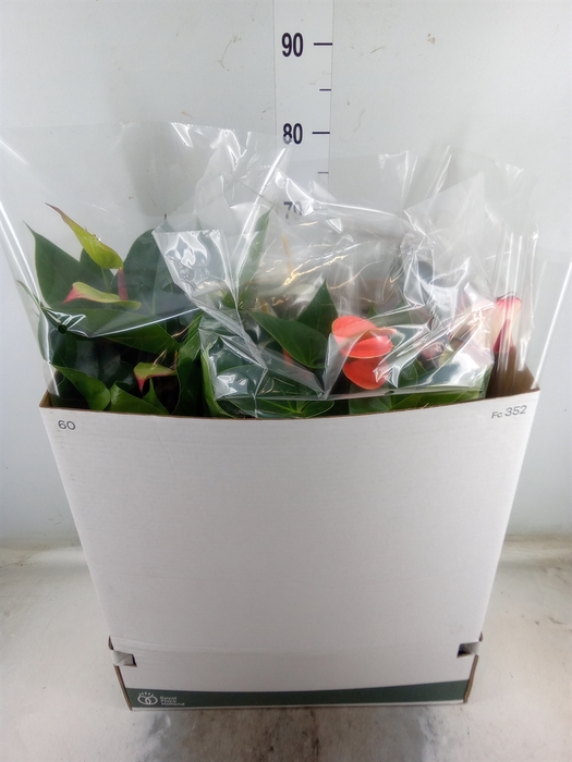 <h4>Anthurium   ...mix</h4>