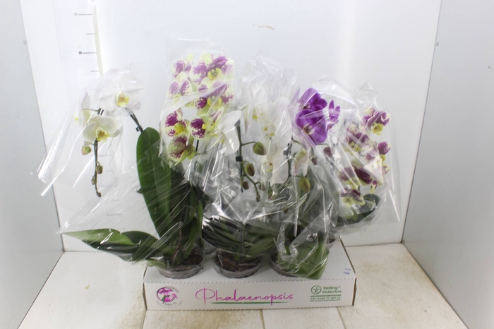 <h4>PHALAENOPSIS CASCATA ESPECIAL P15 MIN 5 FLS</h4>