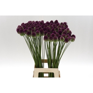 Allium Sphaerocephal 80