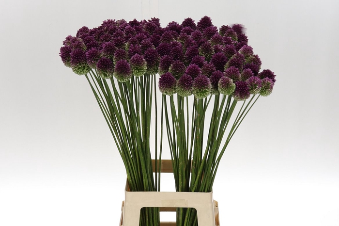 Allium Sphaerocephal 80