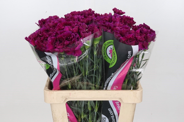 Dianthus St Tico Tico Violet