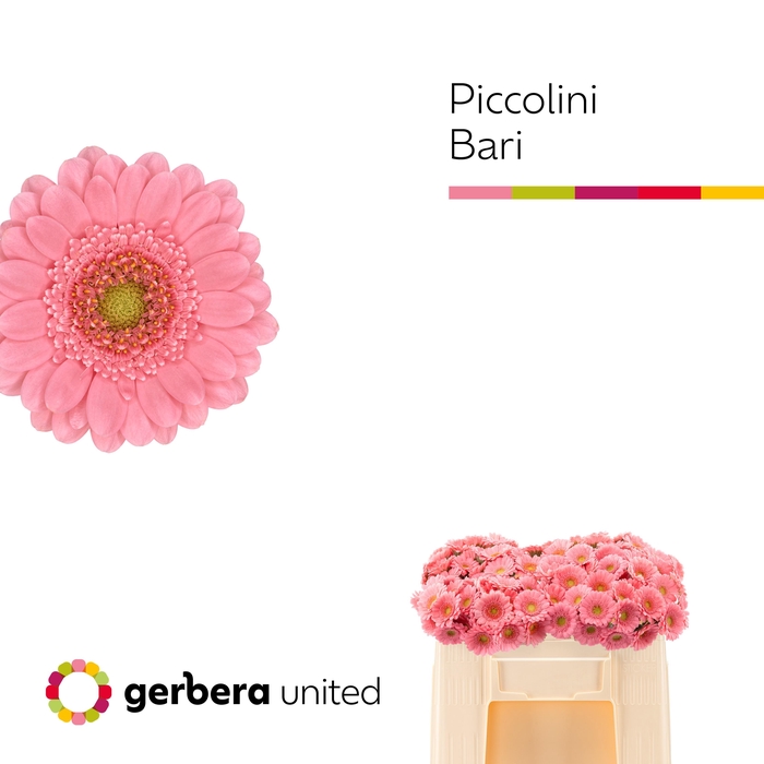 <h4>Nano Bari Water</h4>