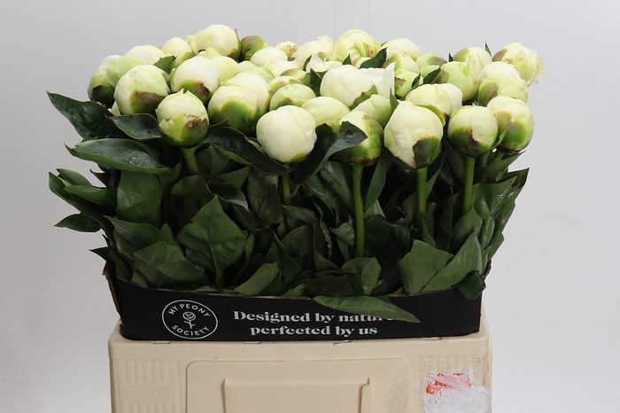 <h4>Paeonia Bridal Gown</h4>