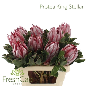Protea King Stellar