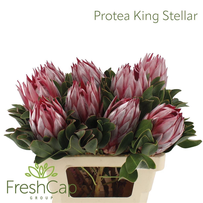 <h4>Protea King Stellar</h4>