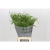Panicum Fountain