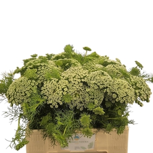Ammi Visnaga