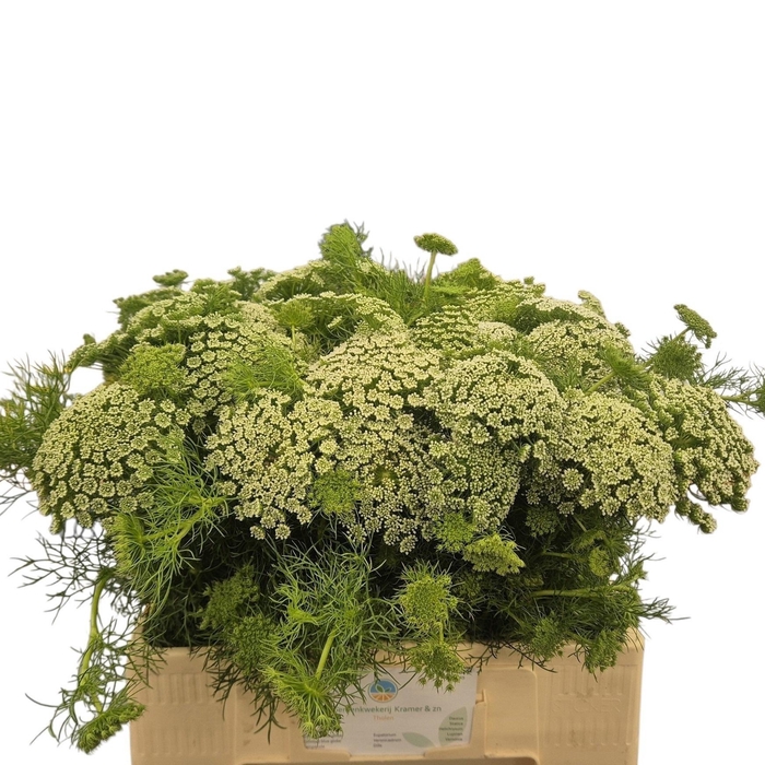 <h4>Ammi Visnaga</h4>