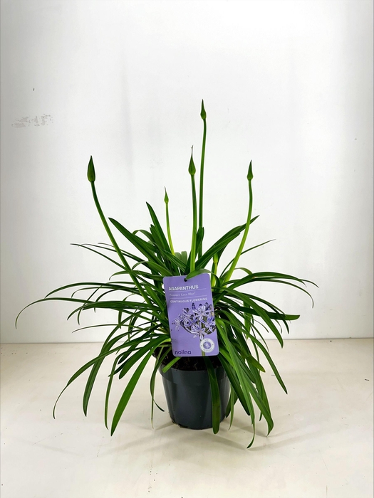 <h4>Nolina Agapanthus Ø 17 cm. Summer LoveTM Blue</h4>