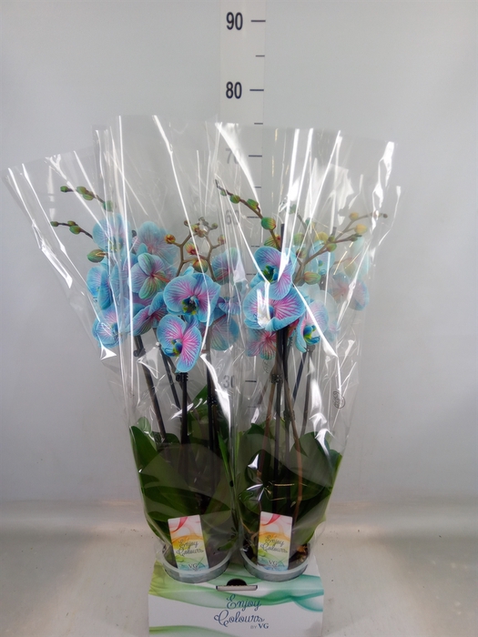 <h4>Phalaenopsis   ...</h4>