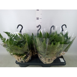 Humata griffithiana var. tyermannii