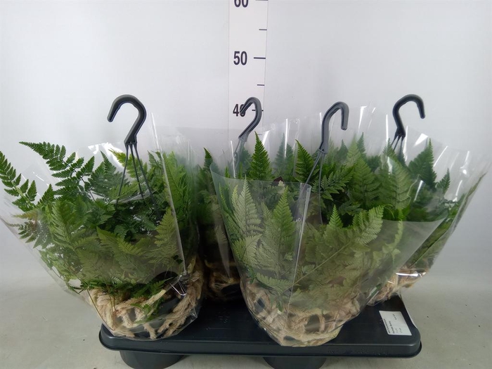 <h4>Humata griffithiana var. tyermannii</h4>