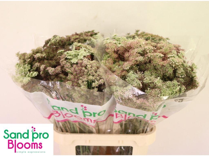 <h4>Daucus Carota Dara</h4>