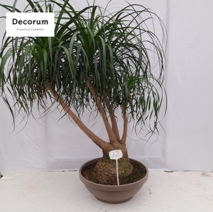 Beaucarnea vertakt op nummer 12