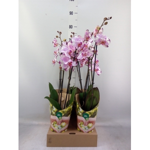 Phalaenopsis  'FC Magic Art'